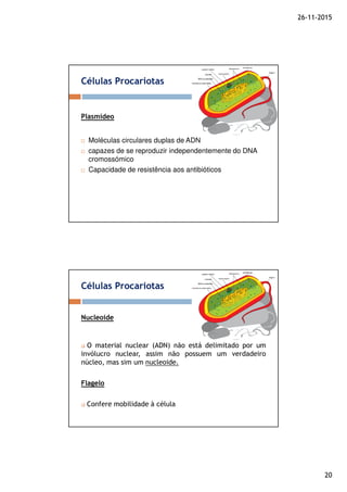26-11-2015
20
Células Procariotas
Plasmídeo
Moléculas circulares duplas de ADN
capazes de se reproduzir independentemente do DNA
cromossómico
Capacidade de resistência aos antibióticos
Células Procariotas
Nucleoide
O material nuclear (ADN) não está delimitado por um
invólucro nuclear, assim não possuem um verdadeiro
núcleo, mas sim um nucleoide.
Flagelo
Confere mobilidade à célula
 