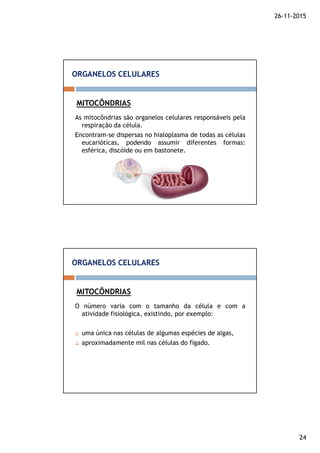 26-11-2015
24
As mitocôndrias são organelos celulares responsáveis pela
respiração da célula.
Encontram-se dispersas no hialoplasma de todas as células
eucarióticas, podendo assumir diferentes formas:
esférica, discóide ou em bastonete.
MITOCÔNDRIAS
ORGANELOS CELULARES
O número varia com o tamanho da célula e com a
atividade fisiológica, existindo, por exemplo:
uma única nas células de algumas espécies de algas,
aproximadamente mil nas células do fígado.
MITOCÔNDRIAS
ORGANELOS CELULARES
 
