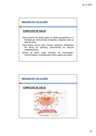 26-11-2015
25
Está presente em quase todas as células eucarióticas e é
formado por várias bolsas achatadas, dispostas uma ao
lado da outra.
Essas bolsas servem para receber proteínas ribossomais
em forma de vesículas, provenientes do retículo
endoplasmático.
Dentro da bolsa, essas vesículas são processadas,
transformadas e enviadas para vários lugares da célula.
COMPLEXO DE GOLGI
ORGANELOS CELULARES
COMPLEXO DE GOLGI
ORGANELOS CELULARES
 