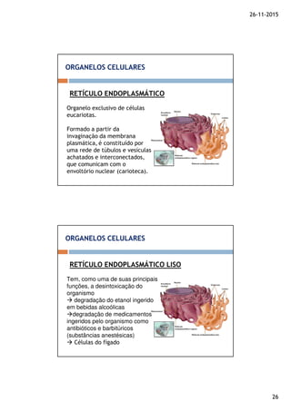 26-11-2015
26
RETÍCULO ENDOPLASMÁTICO
ORGANELOS CELULARES
Organelo exclusivo de células
eucariotas.
Formado a partir da
invaginação da membrana
plasmática, é constituído por
uma rede de túbulos e vesículas
achatados e interconectados,
que comunicam com o
envoltório nuclear (carioteca).
RETÍCULO ENDOPLASMÁTICO LISO
ORGANELOS CELULARES
Tem, como uma de suas principais
funções, a desintoxicação do
organismo
degradação do etanol ingerido
em bebidas alcoólicas
degradação de medicamentos
ingeridos pelo organismo como
antibióticos e barbitúricos
(substâncias anestésicas)
Células do fígado
 