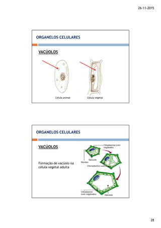 26-11-2015
28
VACÚOLOS
ORGANELOS CELULARES
Célula animal Célula vegetal
VACÚOLOS
ORGANELOS CELULARES
Formação de vacúolo na
célula vegetal adulta
 