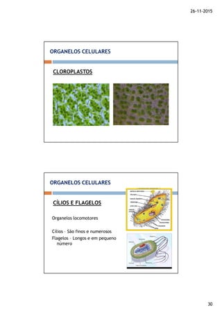 26-11-2015
30
CLOROPLASTOS
ORGANELOS CELULARES
Organelos locomotores
Cílios – São finos e numerosos
Flagelos – Longos e em pequeno
número
CÍLIOS E FLAGELOS
ORGANELOS CELULARES
 
