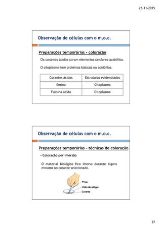 26-11-2015
37
Observação de células com o m.o.c.
Preparações temporárias - coloração
Os corantes ácidos coram elementos celulares acidófilos.
O citoplasma tem proteínas básicas ou acidófilas.
Corantes ácidos Estruturas evidenciadas
Eosina Citoplasma
Fucsina ácida Citoplasma
Observação de células com o m.o.c.
Preparações temporárias – técnicas de coloração
• Coloração por imersão
O material biológico fica imerso durante alguns
minutos no corante selecionado.
 