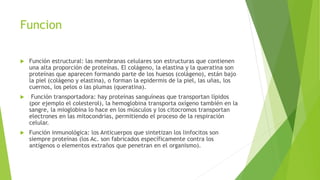 Funcion
 Función estructural: las membranas celulares son estructuras que contienen
una alta proporción de proteínas. El colágeno, la elastina y la queratina son
proteínas que aparecen formando parte de los huesos (colágeno), están bajo
la piel (colágeno y elastina), o forman la epidermis de la piel, las uñas, los
cuernos, los pelos o las plumas (queratina).
 Función transportadora: hay proteínas sanguíneas que transportan lípidos
(por ejemplo el colesterol), la hemoglobina transporta oxígeno también en la
sangre, la mioglobina lo hace en los músculos y los citocromos transportan
electrones en las mitocondrias, permitiendo el proceso de la respiración
celular.
 Función inmunológica: los Anticuerpos que sintetizan los linfocitos son
siempre proteínas (los Ac. son fabricados específicamente contra los
antígenos o elementos extraños que penetran en el organismo).
 