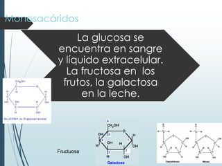 Monosacáridos
La glucosa se
encuentra en sangre
y líquido extracelular.
La fructosa en los
frutos, la galactosa
en la leche.
Fructuosa
 