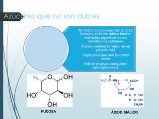 Azúcares que no son dulces
No todos los azúcares son dulces:
fucosa y el ácido siálico forman
mensajes superficie de las
membranas celulares;
Pueden señalar la vejez de un
glóbulo rojo,
Lugar para que una bacteria
ancle.
Indicar el grupo sanguíneo
(glucoproteína).
FUCOSA ÁCIDO SIÁLICO
 