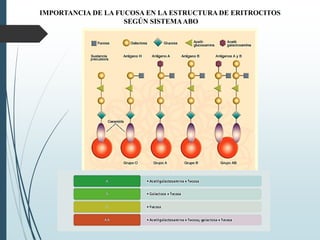 IMPORTANCIA DE LA FUCOSA EN LA ESTRUCTURA DE ERITROCITOS
SEGÚN SISTEMAABO
 