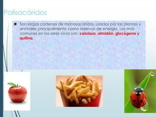 Polisacáridos
 Son largas cadenas de monosacáridos, usados por las plantas y
animales principalmente como reservas de energía. Los más
comunes en los seres vivos son: celulosa, almidón, glucógeno y
quitina.
 