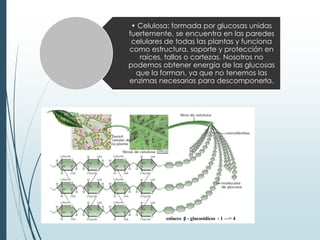 • Celulosa: formada por glucosas unidas
fuertemente, se encuentra en las paredes
celulares de todas las plantas y funciona
como estructura, soporte y protección en
raíces, tallos o cortezas. Nosotros no
podemos obtener energía de las glucosas
que la forman, ya que no tenemos las
enzimas necesarias para descomponerla.
enlaces β - glucosídicos - 1 —> 4
 