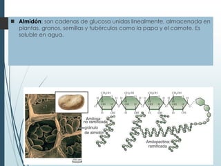  Almidón: son cadenas de glucosa unidas linealmente, almacenada en
plantas, granos, semillas y tubérculos como la papa y el camote. Es
soluble en agua.
 