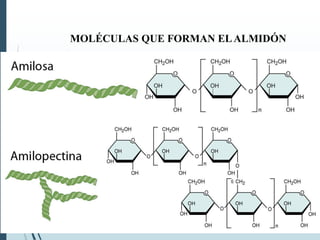 MOLÉCULAS QUE FORMAN ELALMIDÓN
 