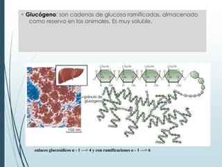 • Glucógeno: son cadenas de glucosa ramificadas, almacenado
como reserva en los animales. Es muy soluble.
enlaces glucosídicos α - 1 —> 4 y con ramificaciones α - 1 —> 6
 
