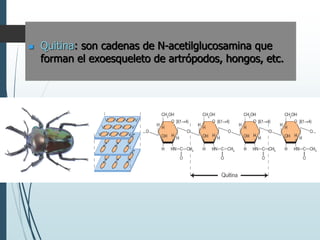  Quitina: son cadenas de N-acetilglucosamina que
forman el exoesqueleto de artrópodos, hongos, etc.
 