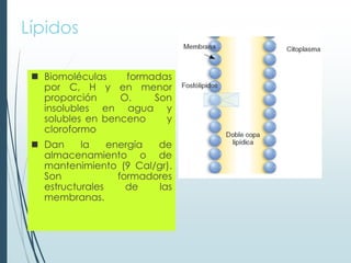 Lípidos
 Biomoléculas formadas
por C, H y en menor
proporción O. Son
insolubles en agua y
solubles en benceno y
cloroformo
 Dan la energía de
almacenamiento o de
mantenimiento (9 Cal/gr).
Son formadores
estructurales de las
membranas.
 