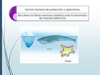Forman barreras de protección y aislamiento.
Recubren las fibras nerviosas (mielina) para la transmisión
de impulsos eléctricos.
 