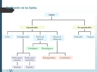 Clasificación de los lípidos
 