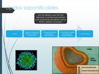 Lípidos saponificables
Son los lípidos que forman
jabones cuando reaccionan
con sustancias alcalinas como
KOH y NaOH. Incluyen:
• Ceras
• Grasas o triglicéridos
(grasas saturadas e
insaturadas)
• Ésteres de glicerol
(fosfolípidos y
plasmalógenos)
• Ceramidas o ésteres
de esfingosina
(esfingomielinas
y cerebrósidos)
 