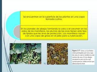 Se encuentran en la superficie de las plantas en una capa
llamada cutina.
En los panales de abejas formando la cera o el cerumen en los
oídos de los mamíferos, las plumas de las aves tienen este tipo
de lípidos que les sirve de protección. Los mamíferos nacen
con una capa de grasa en el pelo para su lubricación.
a) b)
 