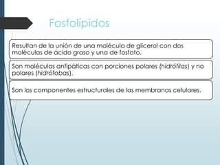 Fosfolípidos
Resultan de la unión de una molécula de glicerol con dos
moléculas de ácido graso y una de fosfato.
Son moléculas anfipáticas con porciones polares (hidrófilas) y no
polares (hidrófobas).
Son los componentes estructurales de las membranas celulares.
 