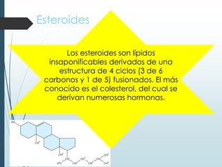 Esteroides
Los esteroides son lípidos
insaponificables derivados de una
estructura de 4 ciclos (3 de 6
carbonos y 1 de 5) fusionados. El más
conocido es el colesterol, del cual se
derivan numerosas hormonas.
 