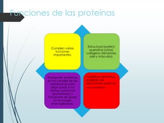 Funciones de las proteínas
Cumplen varias
funciones
importantes:
Estructural (sostén):
queratina (uñas),
colágeno (tendones,
piel y músculos).
Transporte: proteínas
en los canales de las
membranas para
dejar pasar o no
ciertas sustancias
(portadoras) y
transporte de gases
en la sangre
(hemoglobina).
Catalítica (enzimas):
aceleran las
reacciones químicas
•en el organismo.
 