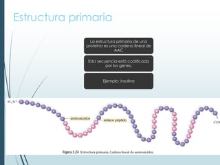 Estructura primaria
La estructura primaria de una
proteína es una cadena lineal de
AAC
Esta secuencia está codificada
por los genes.
Ejemplo: insulina
 