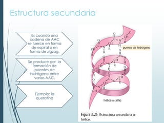 Estructura secundaria
Es cuando una
cadena de AAC
se tuerce en forma
de espiral o en
forma de zigzag.
Se produce por la
formación de
puentes de
hidrógeno entre
varios AAC.
Ejemplo: la
queratina
 