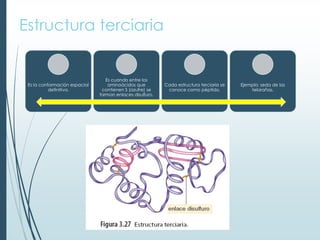 Estructura terciaria
Es la conformación espacial
definitiva.
Es cuando entre los
aminoácidos que
contienen S (azufre) se
forman enlaces disulfuro.
Cada estructura terciaria se
conoce como péptido.
Ejemplo: seda de las
telarañas.
 