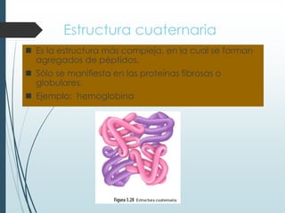 Estructura cuaternaria
 Es la estructura más compleja, en la cual se forman
agregados de péptidos.
 Sólo se manifiesta en las proteínas fibrosas o
globulares.
 Ejemplo: hemoglobina
 