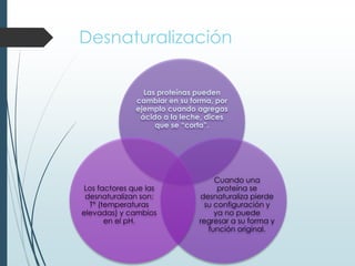 Desnaturalización
Las proteínas pueden
cambiar en su forma, por
ejemplo cuando agregas
ácido a la leche, dices
que se “corta”.
Cuando una
proteína se
desnaturaliza pierde
su configuración y
ya no puede
regresar a su forma y
función original.
Los factores que las
desnaturalizan son:
T° (temperaturas
elevadas) y cambios
en el pH.
 