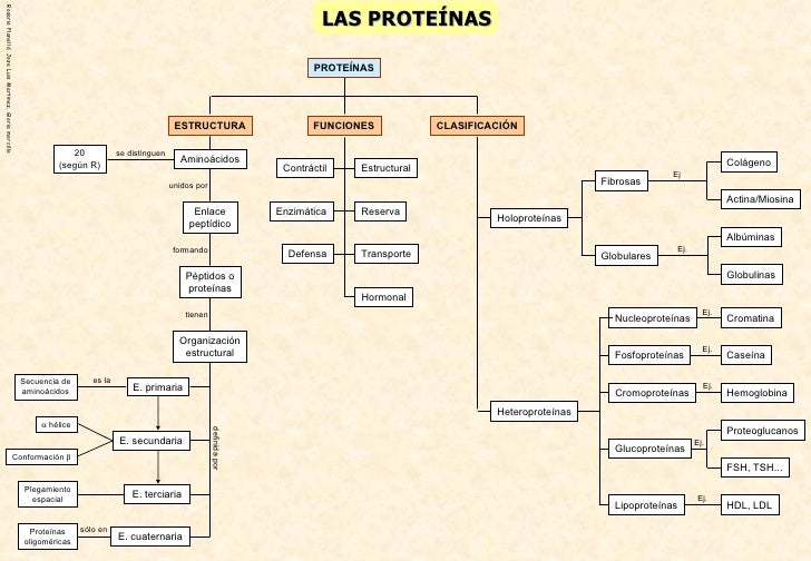 Biomoleculas organigrama