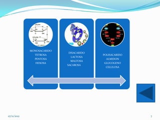 MONOSACARIDO
                            DISACARIDO
               TETROSA                   POLISACARIDO
                              LACTOSA
               PENTOSA                     ALMIDON
                             MALTOSA
                HEXOSA                   GLUCOGENO
                            SACAROSA
                                          CELULOSA




07/11/2012                                              7
 