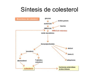 Síntesis de colesterol
