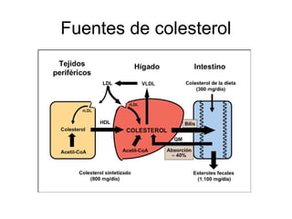 Fuentes de colesterol