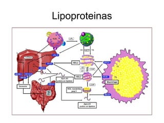 Lipoproteinas