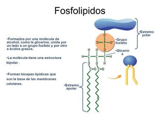 Fosfolipidos