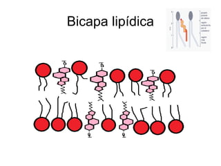 Bicapa lipídica
