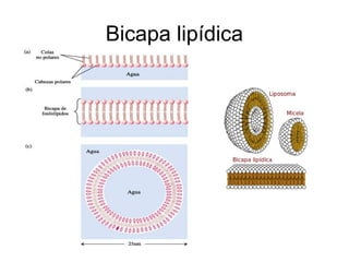 Bicapa lipídica