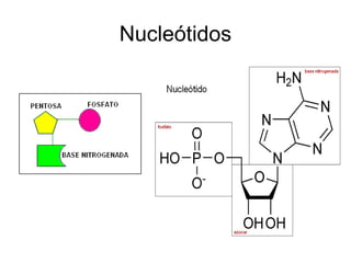 Nucleótidos