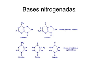 Bases nitrogenadas