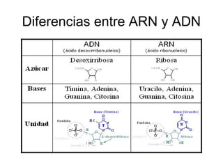 Diferencias entre ARN y ADN