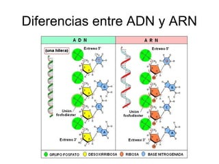 Diferencias entre ADN y ARN
