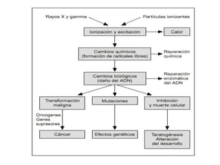 Biomoleculas 3