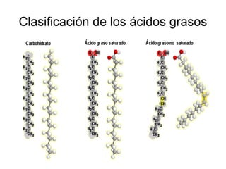 Clasificación de los ácidos grasos
