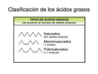 Clasificación de los ácidos grasos