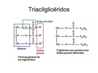 Triacilglicéridos