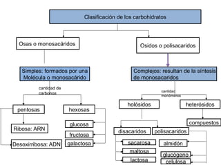 Clasificación de los carbohidratos
Osas o monosacáridos Osidos o polisacaridos
Simples: formados por una
Molécula o monosacárido
Complejos: resultan de la síntesis
de monosacaridos
pentosas hexosas
Ribosa: ARN
Desoxirribosa: ADN
holósidos heterósidos
polisacaridos
disacaridos
sacarosa
maltosa
lactosa
almidón
glucógeno
celulosa
compuestos
glucosa
fructosa
galactosa
cantidad de
carbonos
cantidad
monómeros
 