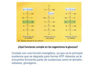 ¿Qué funciones cumple en los organismos la glucosa?
Cumple con una función energética, ya que es la principal
sustancia que se degrada para formar ATP. Además se le
encuentra formando parte de sustancias como el almidón,
celulosa, glucógeno.
 