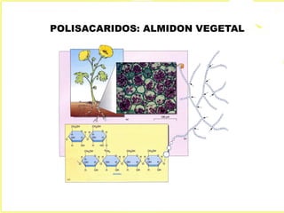 POLISACARIDOS: ALMIDON VEGETAL
 