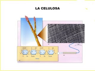 LA CELULOSA
 
